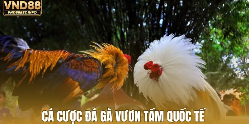 Cá cược đá gà vươn tầm quốc tế 