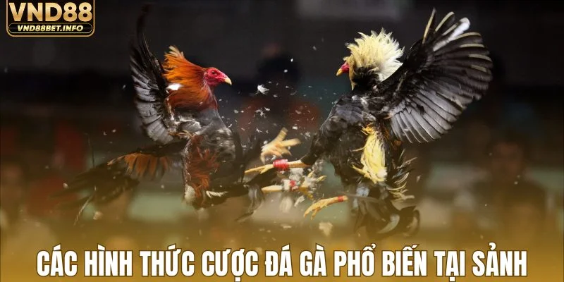 Các hình thức cược đá gà phổ biến tại sảnh