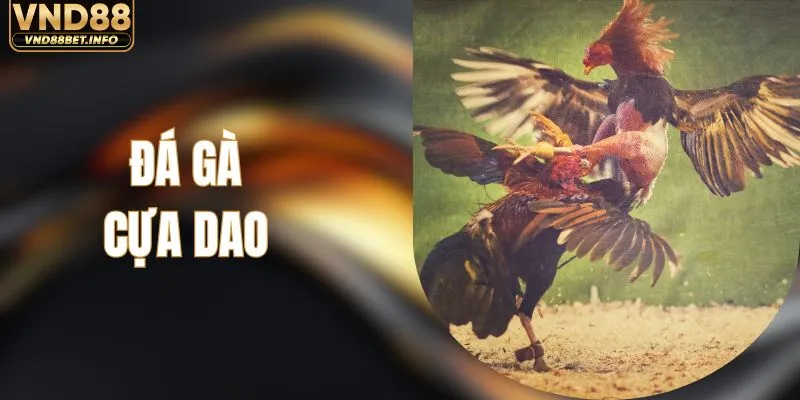 Đá Gà Cựa Dao - Quy Tắc Tham Gia Và Các Hình Thức Cược