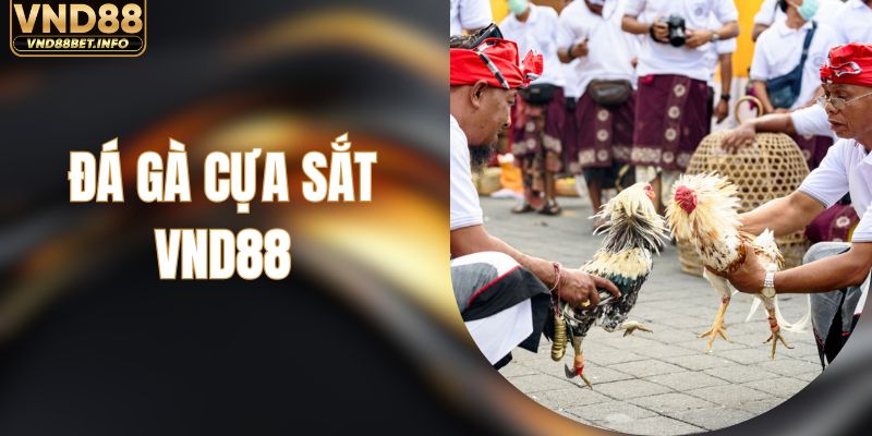 Đá Gà Cựa Sắt - Thử Thách Các Sới Đấu Nảy Lửa Tại VND88
