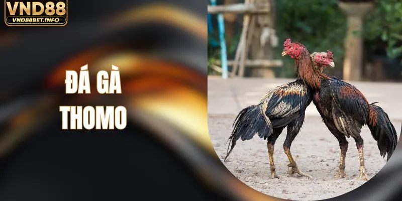 Đá Gà Thomo - Tổng Hợp Thông Tin Và Kinh Nghiệm Cá Cược