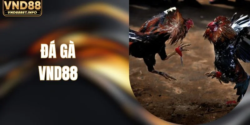 Đá Gà VND88 - Trung Tâm Trực Tiếp Các Đấu Trường Lớn
