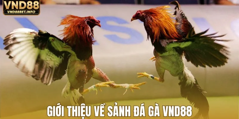 Giới thiệu về sảnh đá gà VND88