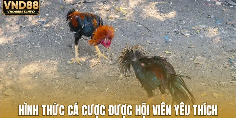 Hình thức cá cược được đông đảo hội viên yêu thích
