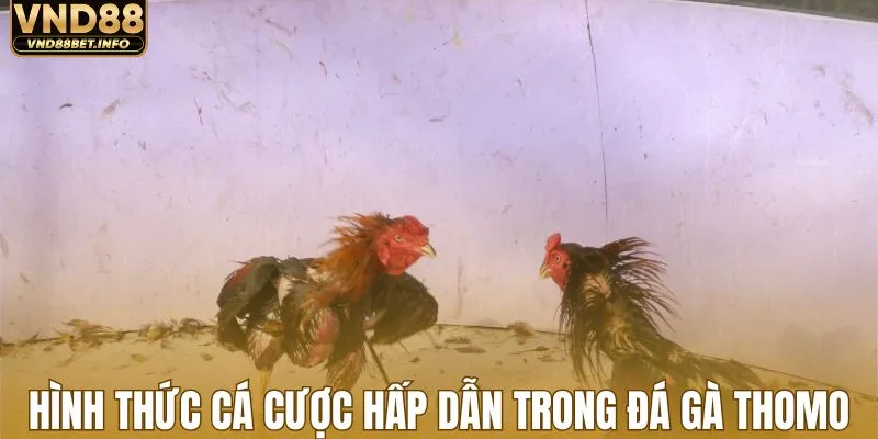 Hình thức cá cược hấp dẫn trong đá gà Thomo