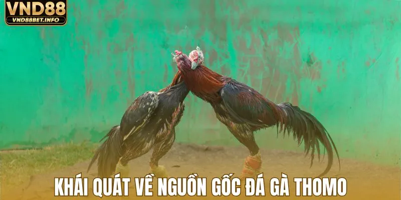 Khái quát về nguồn gốc đá gà Thomo