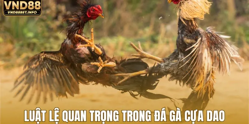Khám phá luật lệ quan trọng trong đá gà cựa dao