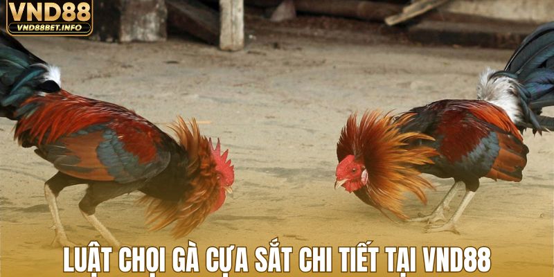 Luật chọi gà cựa sắt chi tiết nhất tại VND88