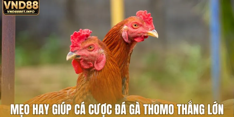 Mẹo hay giúp cá cược đá gà Thomo thắng lớn