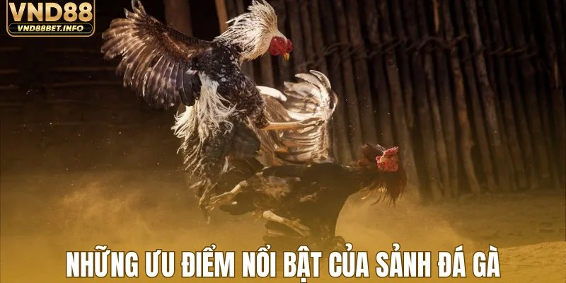 Những ưu điểm nổi bật của sảnh đá gà