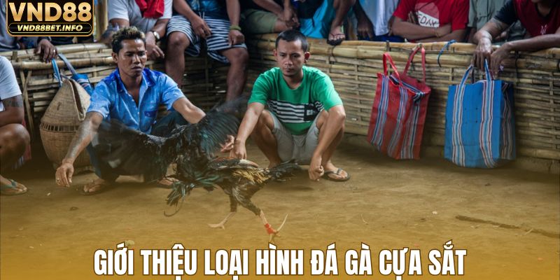 Thông tin mới nhất về loại hình đá gà cựa sắt