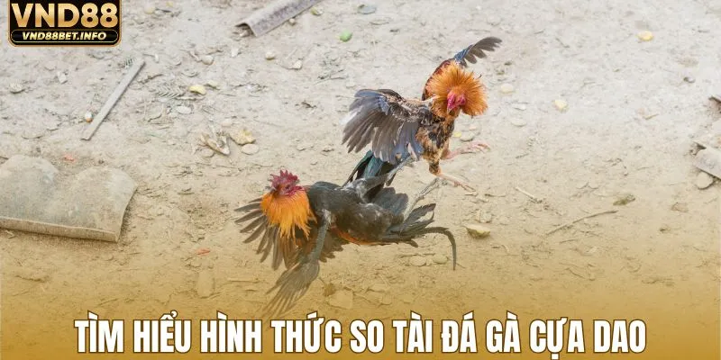 Tìm hiểu hình thức so tài đá gà cựa dao